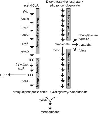 Engineering Lactococcus lactis for Increased Vitamin K2 Production